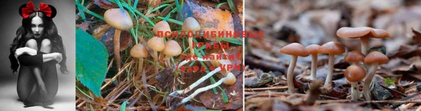 ешки Семилуки
